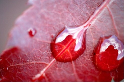 новые возможности использования клеток пуповинной крови