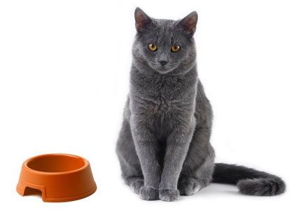 безопасно ли менять миски с пищей кошки во время беременности?