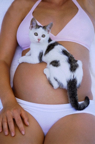 Беременность и ваш питомец (кошка или кот)