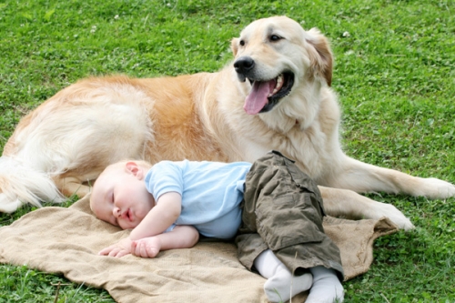 Собака для малыша