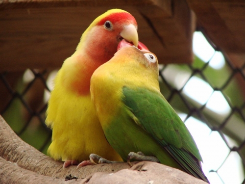 Виды домашних попугаев